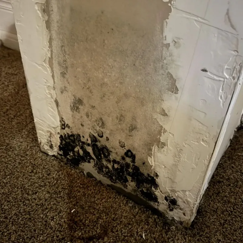 Professional Mold Removal in Ness County, KS